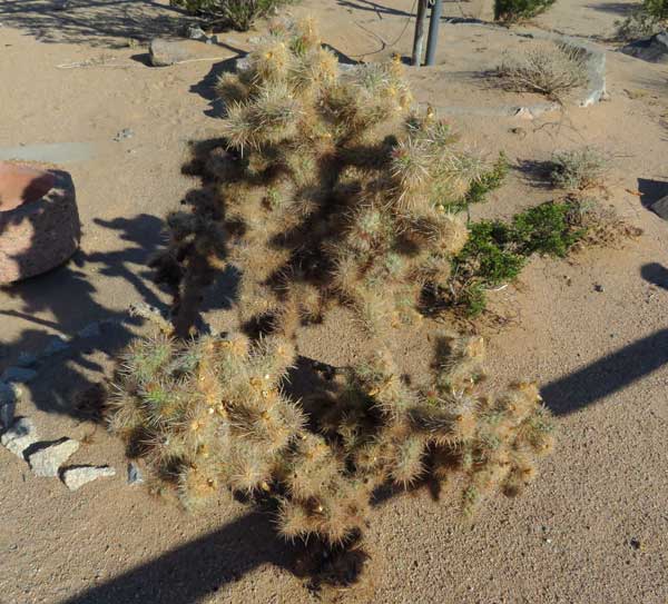 'teddy bear cholla' outside 'the firehouse outpost' in joshua tree, ca on september 20, 2023