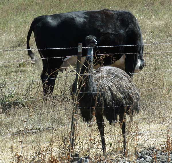 emu + cow near gas stop off I-5 in rice hill on september 12, 2023