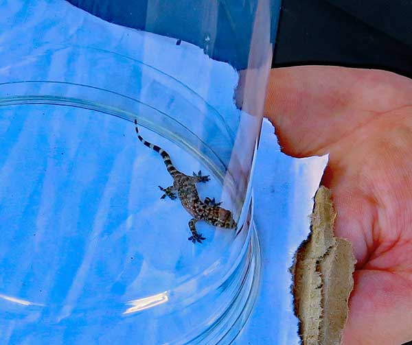 julia w/tiny gecko at '89th street' in oklahoma city, ok on september 26, 2023