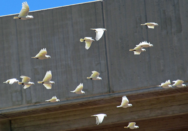 part of a flock of wild cockatoos fly by in perth