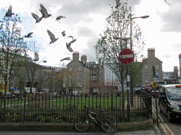 pigeons flying in edinburgh, scotland on april 14, 2014