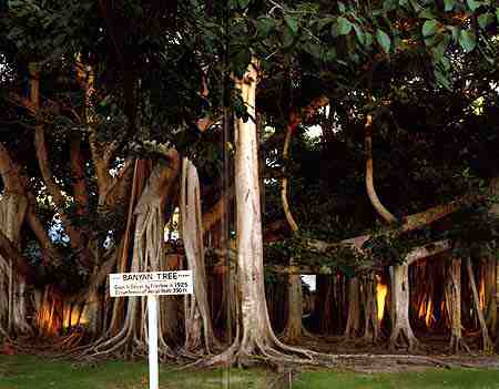 shot of banyan tree at edison's house