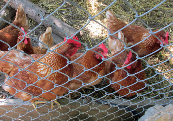 kevin kelly's hens at his backyard 'egg tango' coop on september 27, 2014