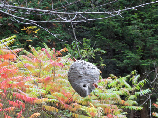 giant wasp nest on the shore of the otter river in middlebury, vt on october 11, 2014