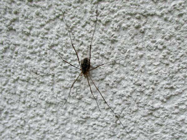 daddy longlegs spider outside hostel in vienna, austria on october 22, 2016