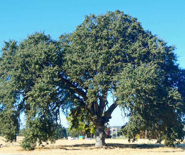 big oak tree next to gas station in red bluff, ca on oct 29, 2024