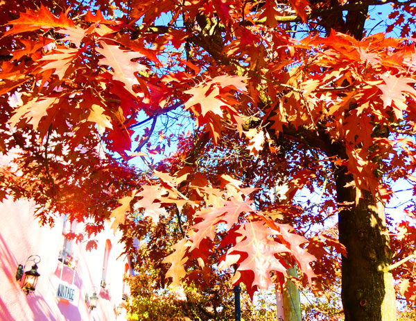 outside the 'the vault cafe' in nanaimo, bc, canada on oct 24, 2024