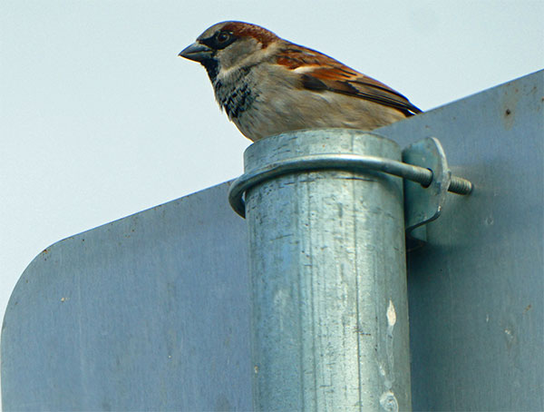 sparrow (suzume) at a gas stop near coalinga, ca on oct 31, 2024