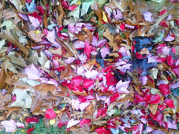 leaves on the deck in front of demos' pad in shaker heights, oh on october 7, 2023