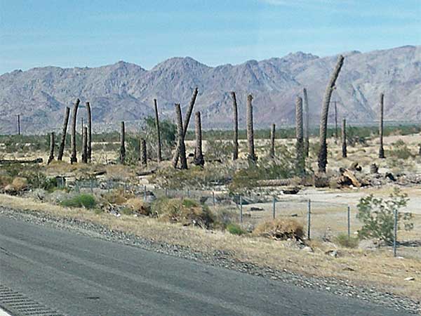 'tree-ring circus' at desert center, ca on I-10 on november 4, 2023