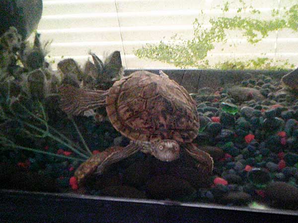 turtle named 'pinkle' at chris, debra and sasha's pad in tallahassee, fl on october 26, 2023