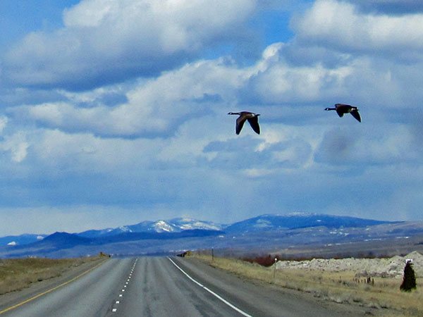 two canadian geese crossing our bow in montana