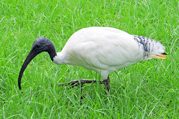 ibis in sydney