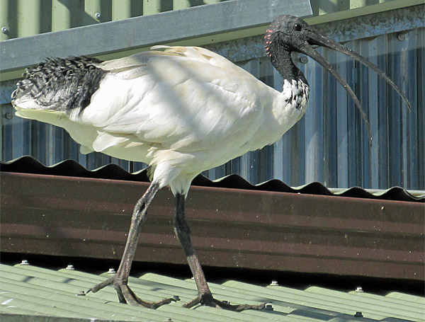 an ibis near the sydney fish market