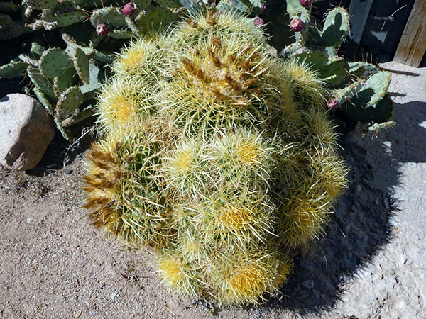 fauna behind 'pappy & harriet's' in pioneertown, ca on sep 21, 2026
