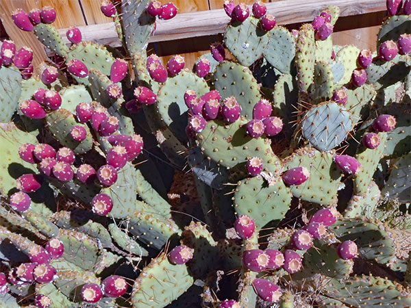 fauna behind 'pappy & harriet's' in pioneertown, ca on sep 21, 2026