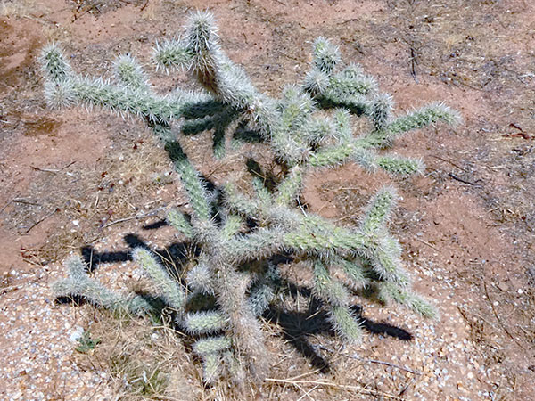 cholla outside the konk pad derek monypeny provided us on sep 22, 2026