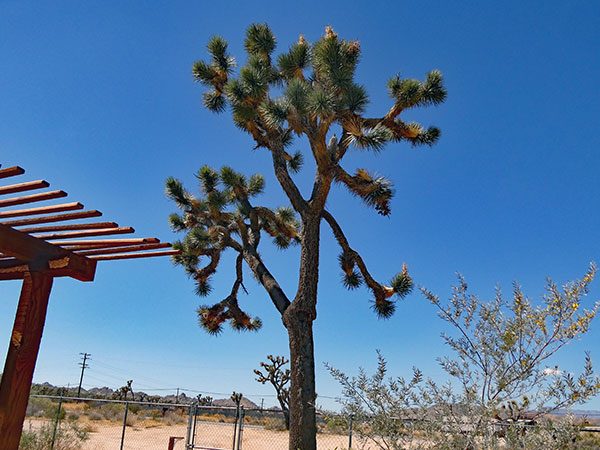 joshua tree outside the konk pad derek monypeny provided us on sep 22, 2026