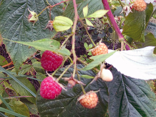 raspberries at konk pad in vancouver, canada on oct 1, 2026