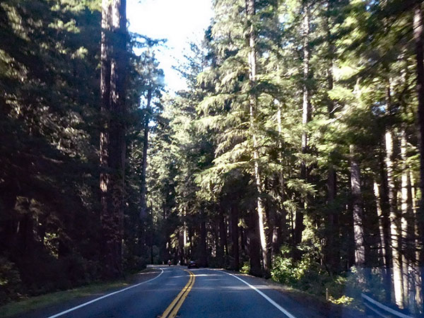 on the 'redwood highway' from grants pass, or to arcata, ca on october 6, 2026