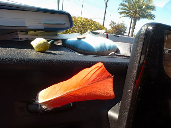 tail feather from 'bongo' in the boat